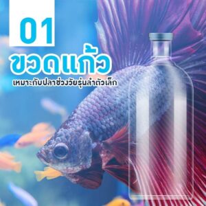 เลือกโหลเลี้่ยงปลากัด no.1