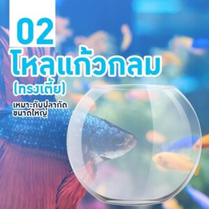 เลือกโหลเลี้่ยงปลากัด no.2