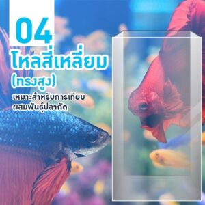 เลือกโหลเลี้่ยงปลากัด no.4