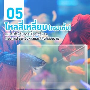 เลือกโหลเลี้่ยงปลากัด no.5