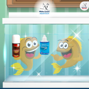 ฮวงจุ้ยกับการเลี้ยงปลาสวยงาม-การดูแล