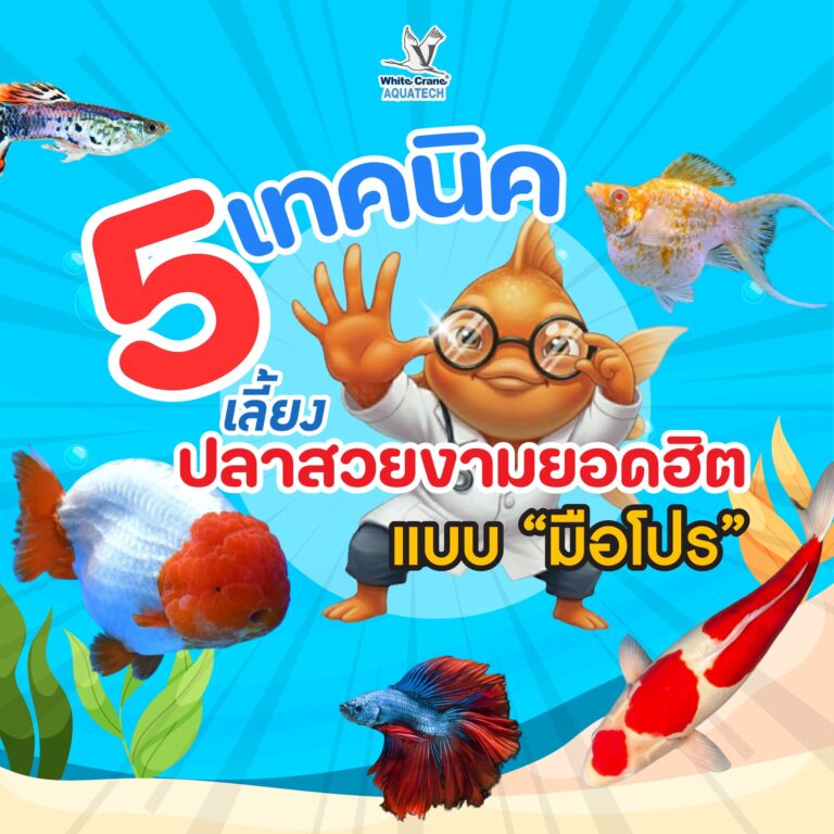 5 เทคนิคเลี้ยงปลาสวยงามยอดฮิตแบบมือโปร
