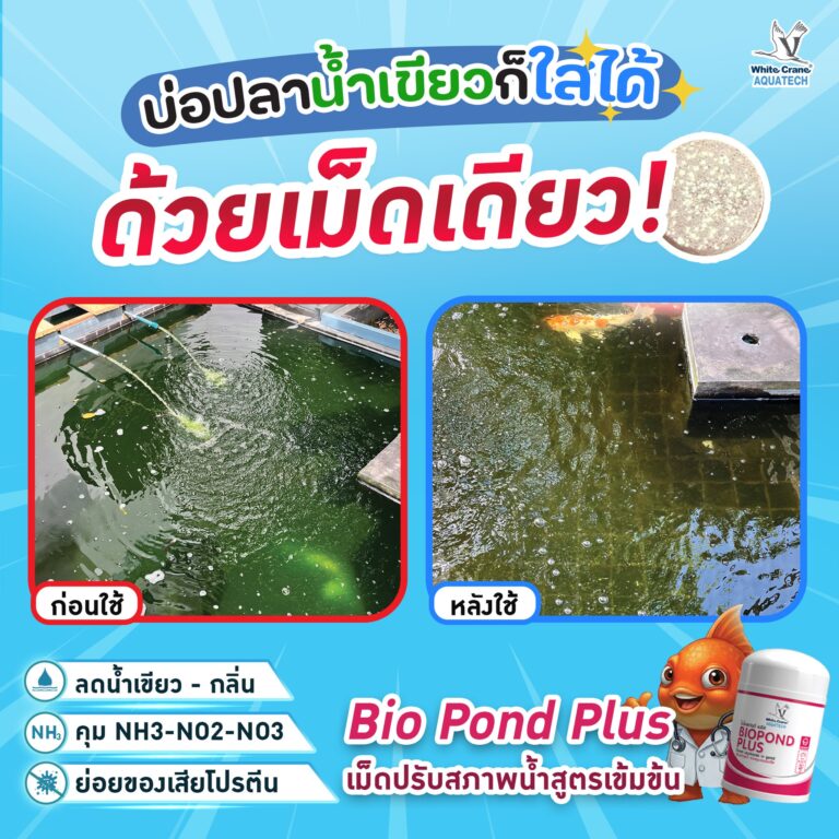 บ่อปลาน้ำเขียวก็ใสได้
