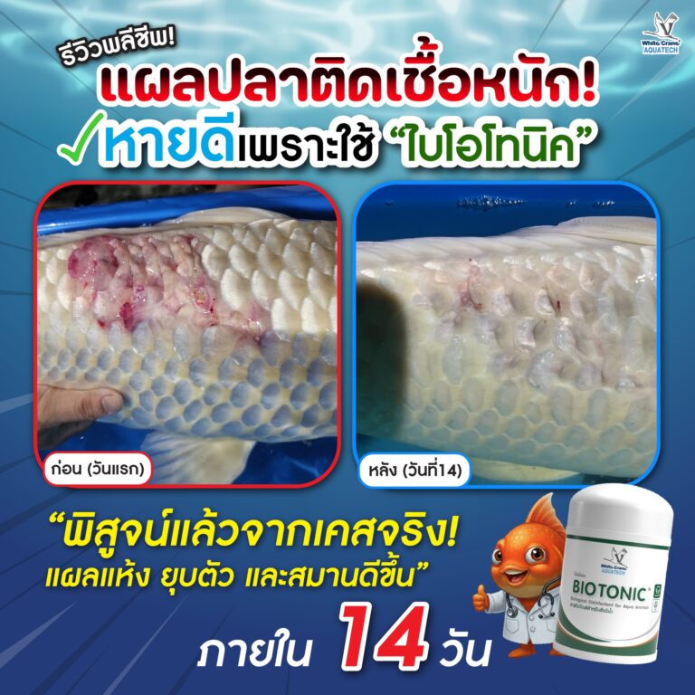 เเผลติดเชื้อในปลา ไม่ได้เริ่มจาก “แผลใหญ่”