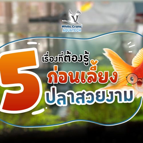 Banner - ความรู้เกี่ยวกับการเลี้ยง