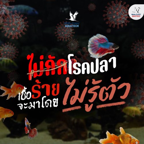 Benner - ปัญหาการเลี้ยงปลา
