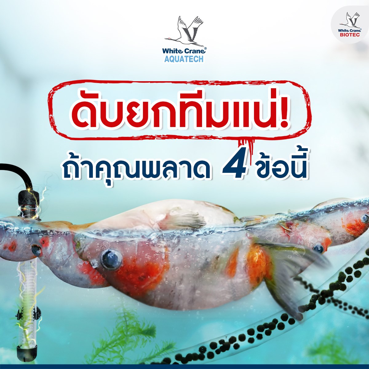 Read more about the article 4 เรื่องคนเลี้ยงปลาตู้ควรรู้