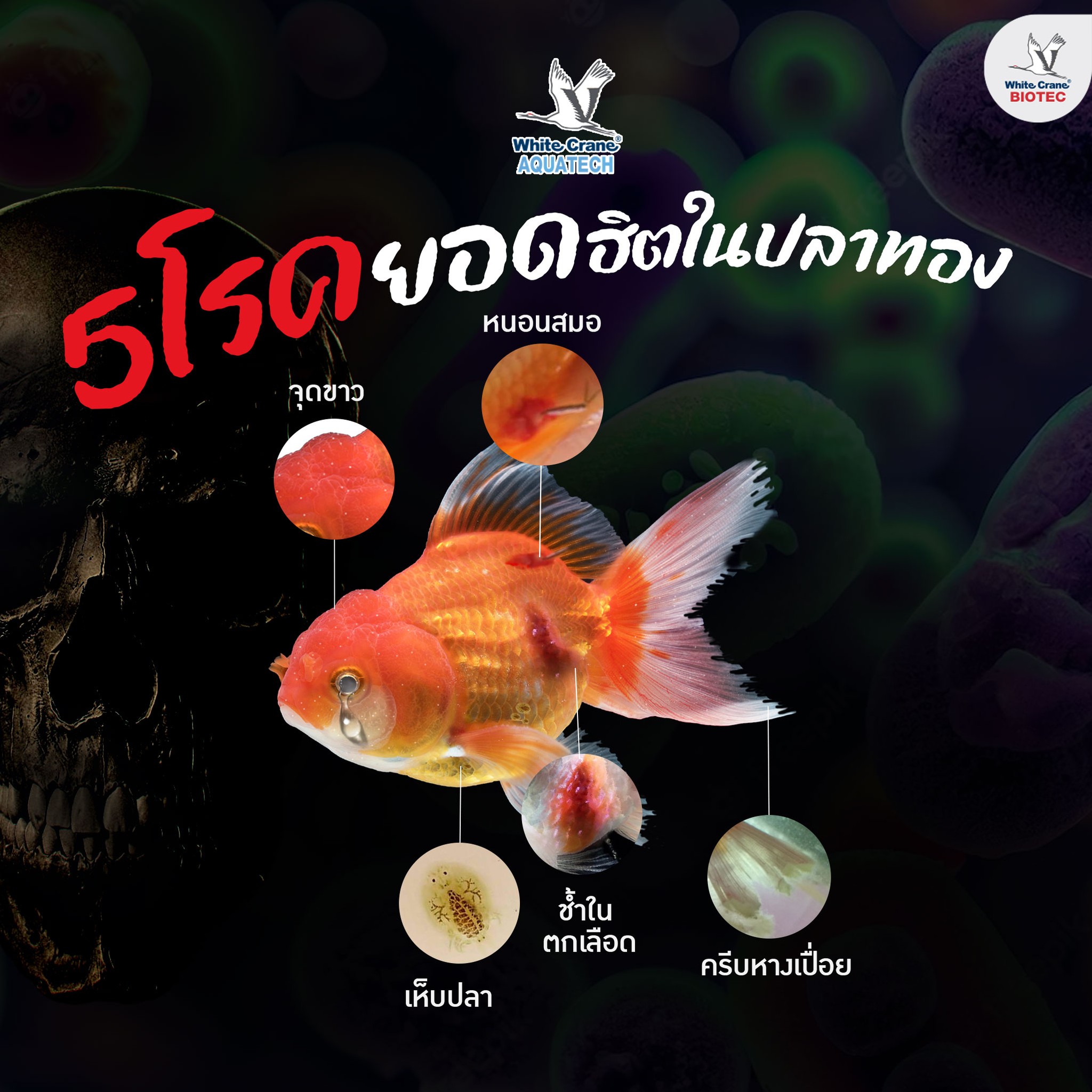 Read more about the article 5 โรคยอดฮิตในปลาทอง