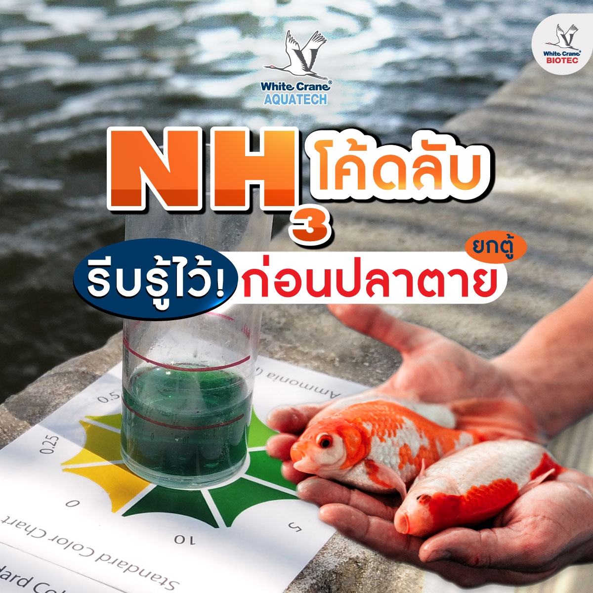 Read more about the article NH3 รีบรู้ก่อนปลาตาย