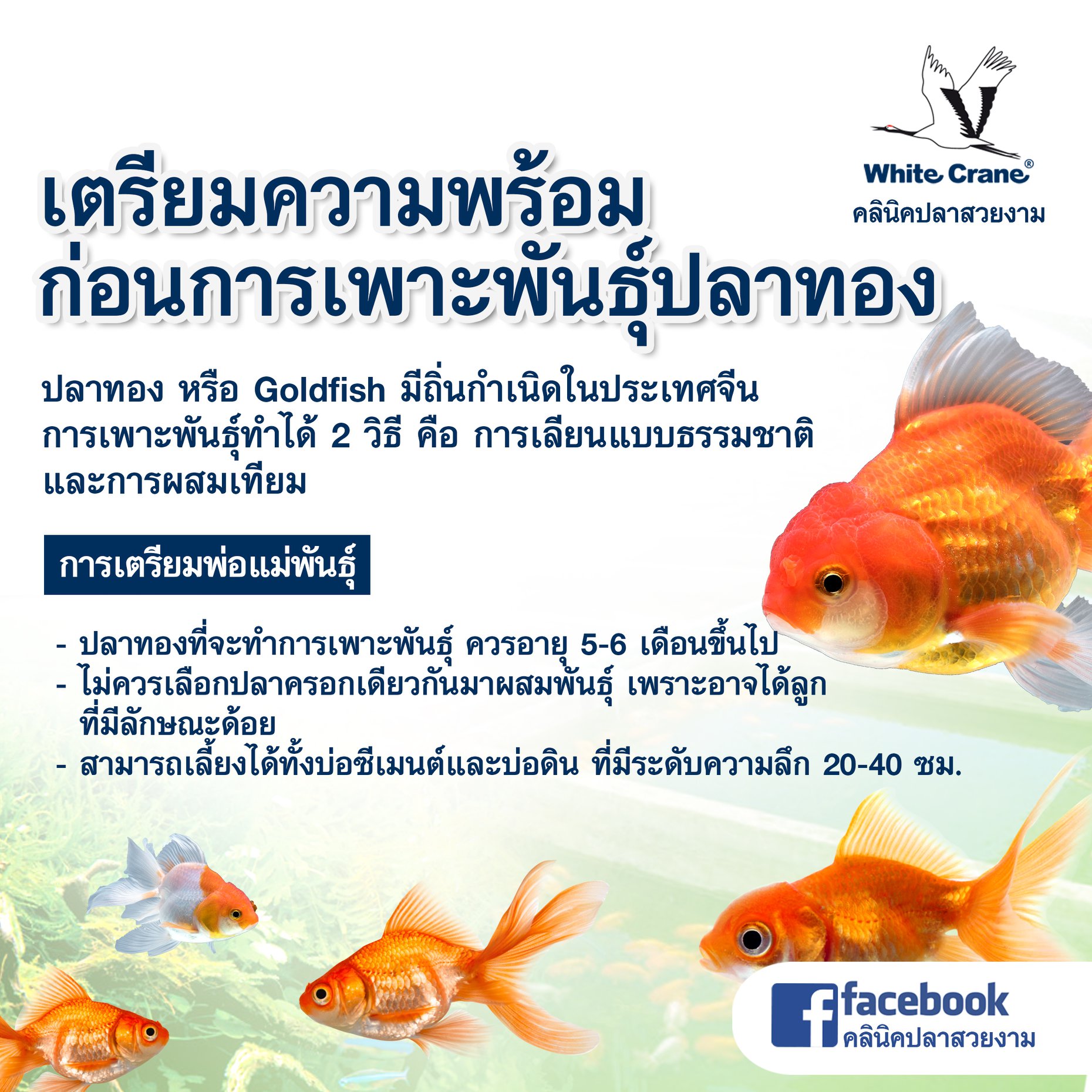 Read more about the article การเตรียมเพาะพันธุ์ปลาทอง