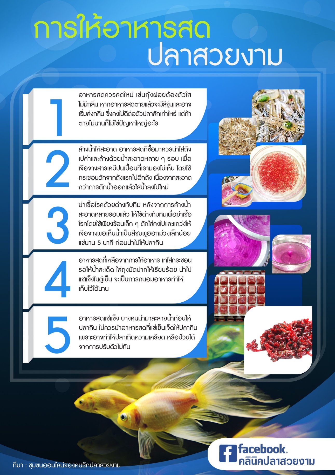 Read more about the article การให้อาหารสดปลาสวยงาม