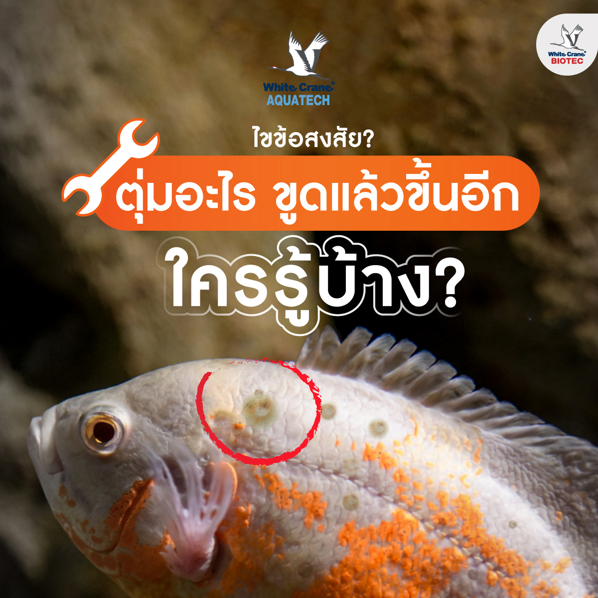 Read more about the article ตุ่มอะไร ใครรู้บ้าง
