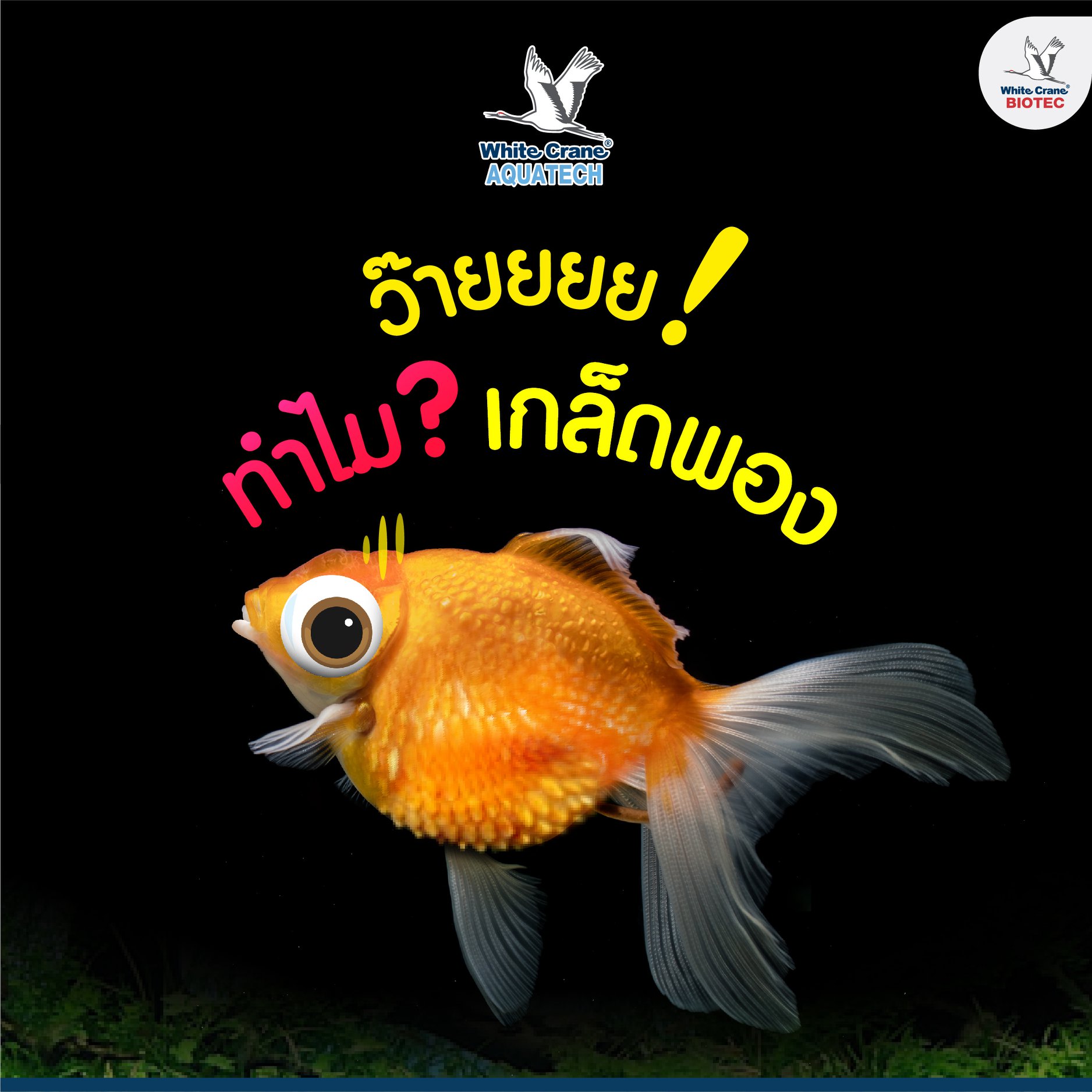 Read more about the article ทำไม เกล็ดพอง