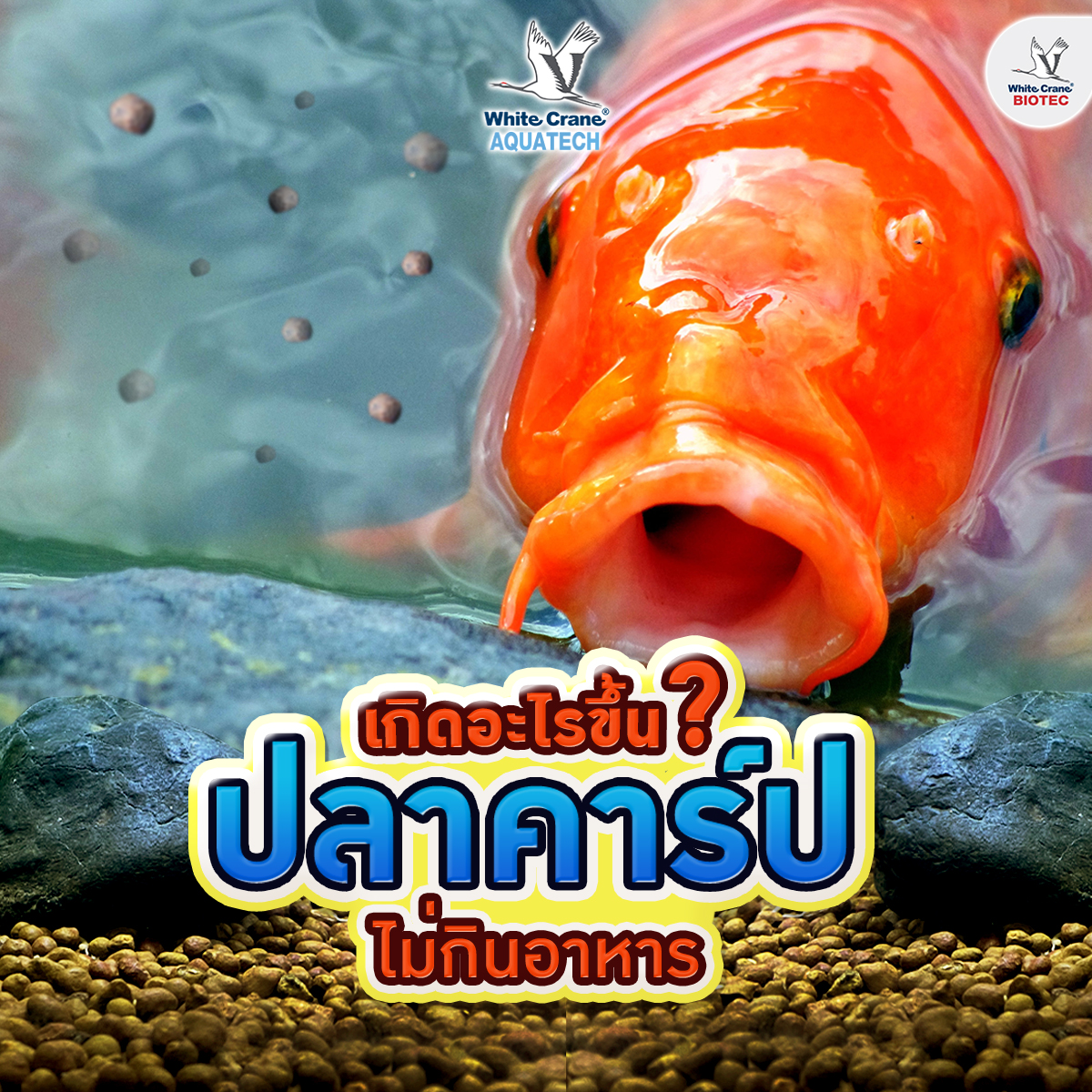 Read more about the article ทำไมปลาคาร์ฟไม่กินอาหาร