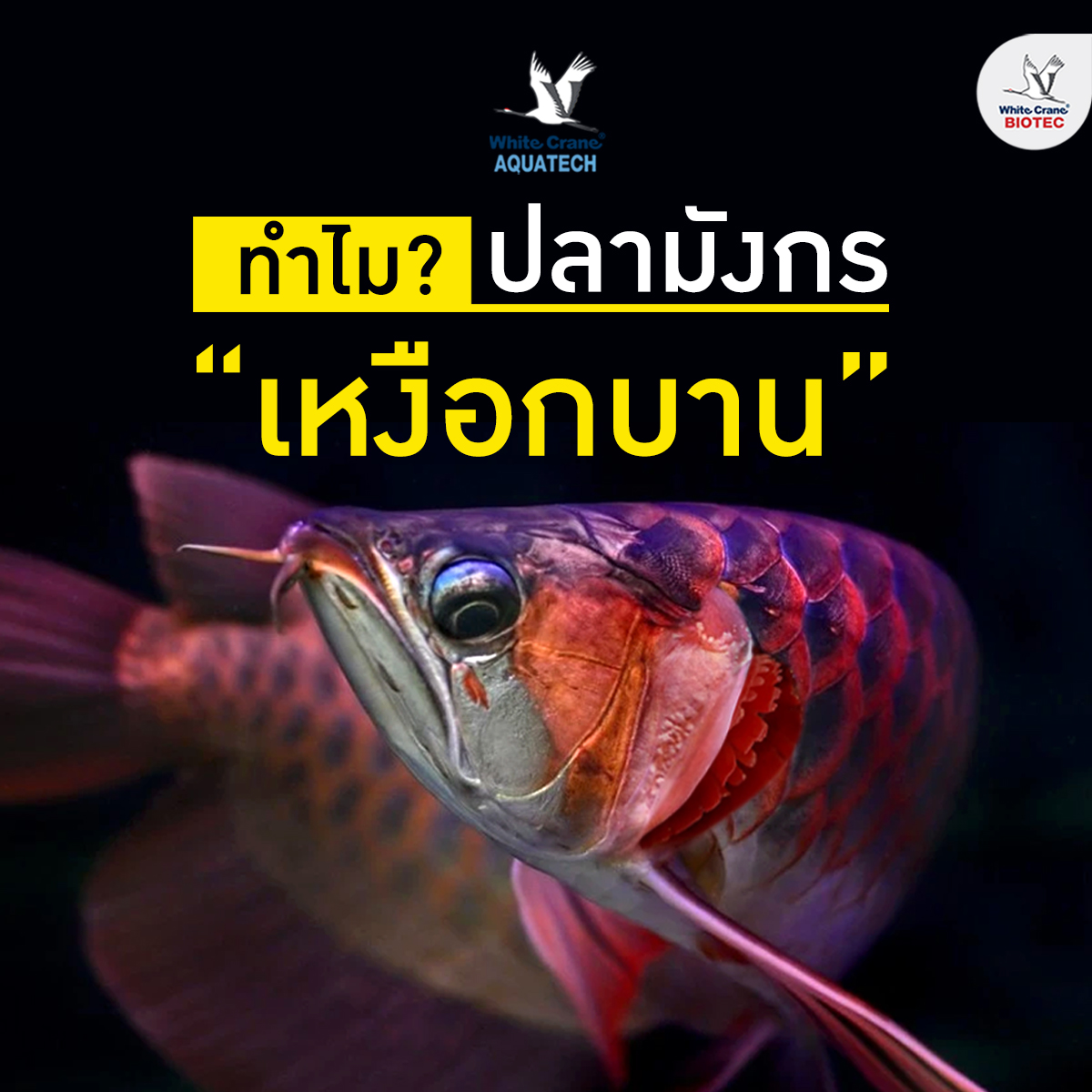 Read more about the article ทำไม? ปลามังกรเหงือกบาน