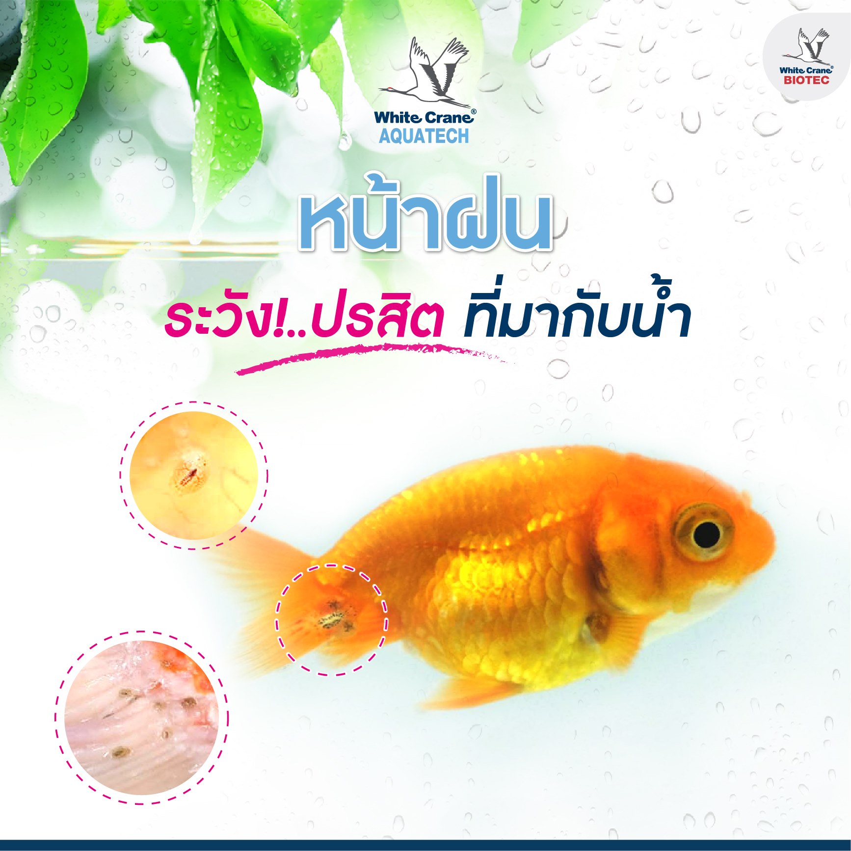Read more about the article ระวัง!! ปรสิตที่มากับน้ำ