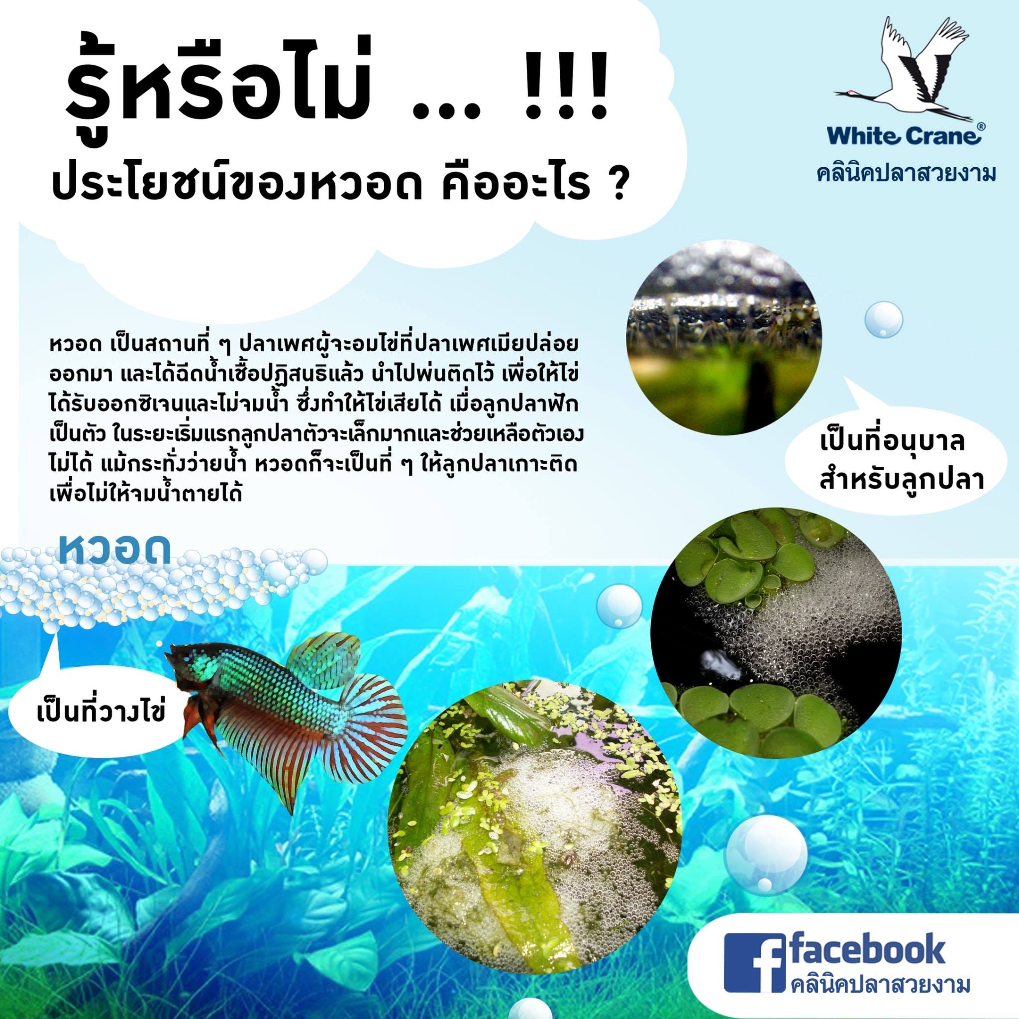 Read more about the article ประโยชน์ของหวอด