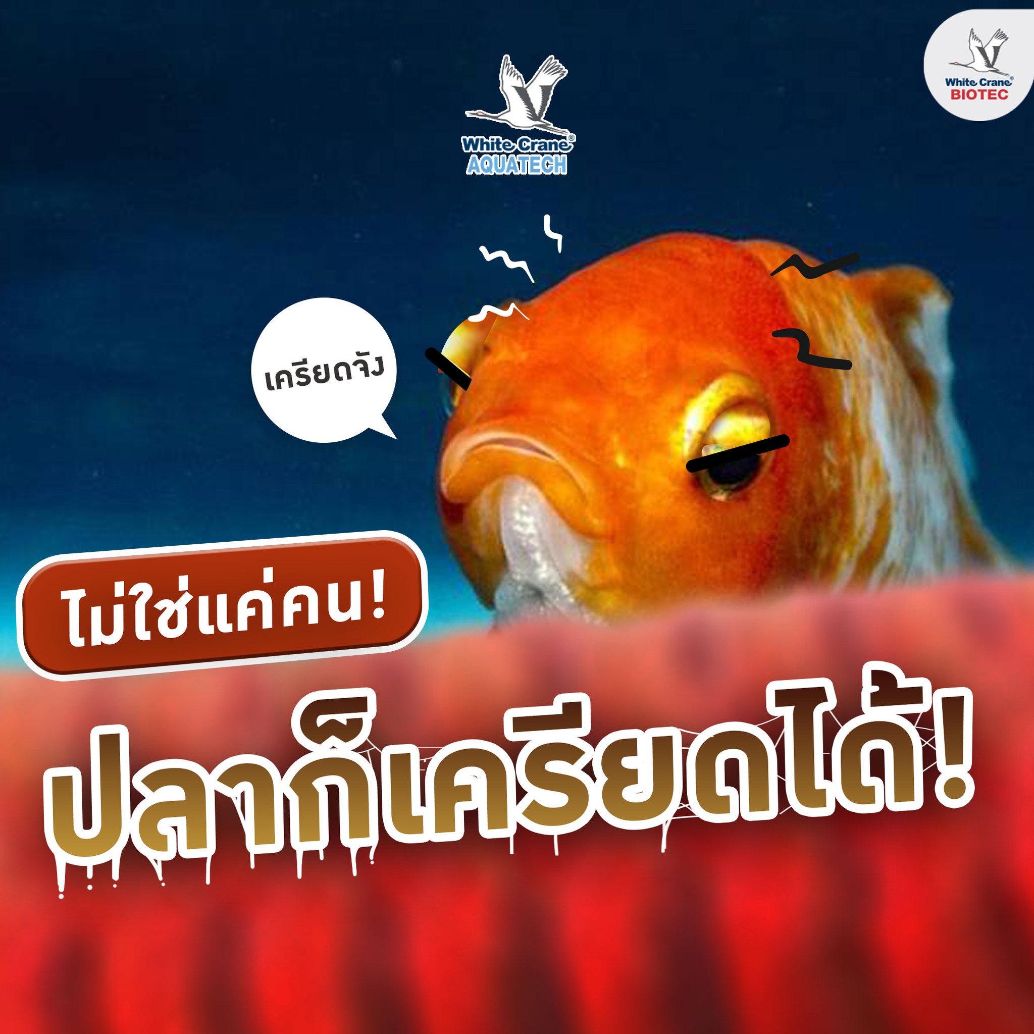 Read more about the article ปลาก็เครียดได้