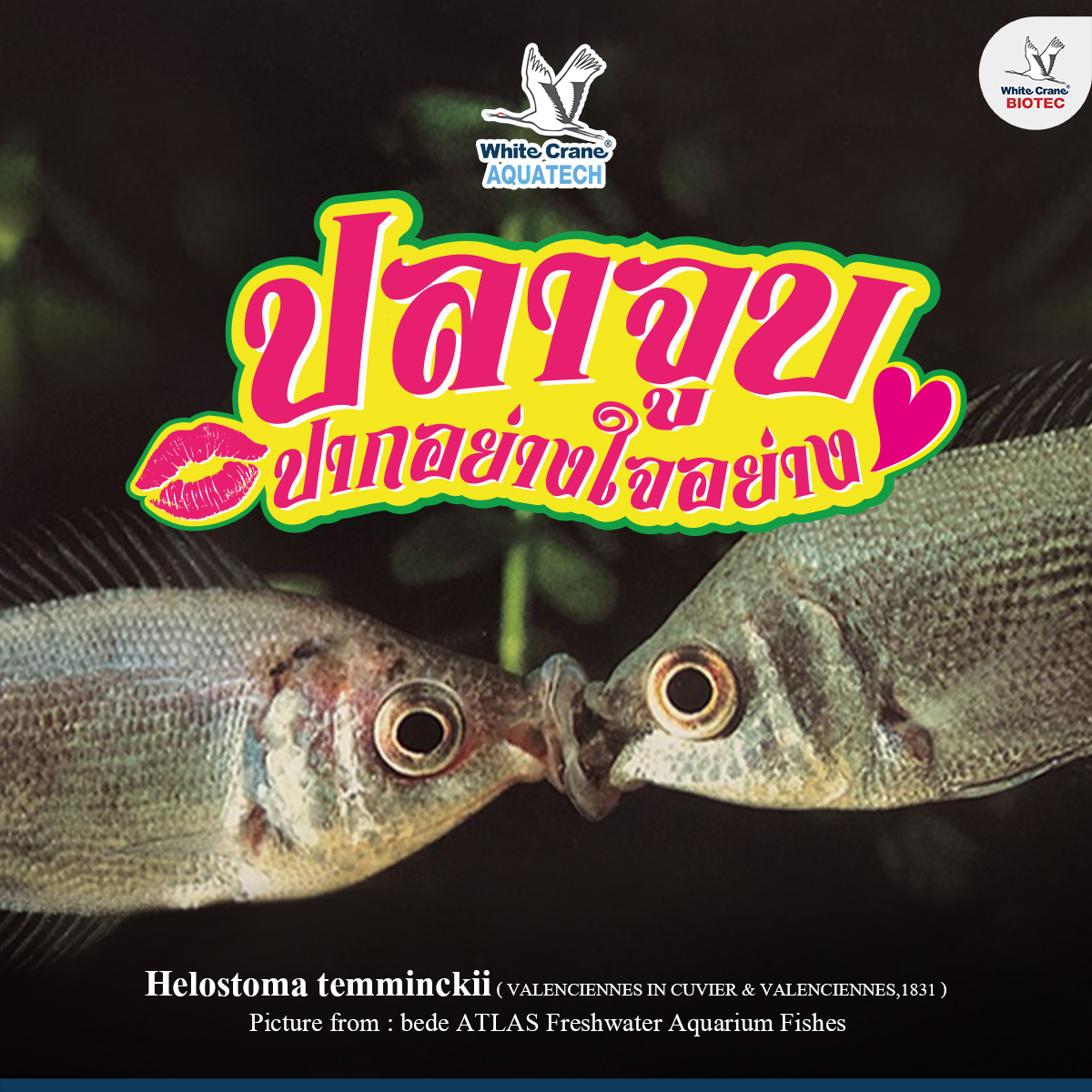 Read more about the article ปลาจูบ (Helostomatidae)