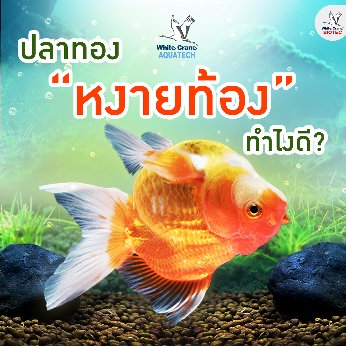 Read more about the article ปลาทองหงายท้องทำไงดี
