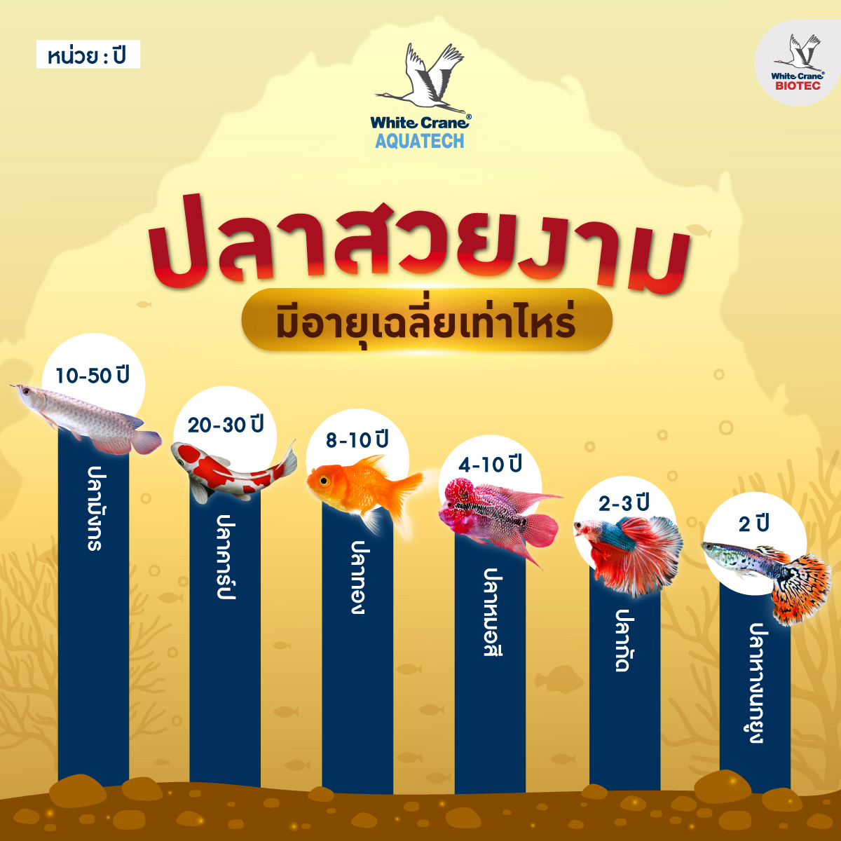 Read more about the article ปลาสวยงามอายุเฉลี่ยเท่าไหร่