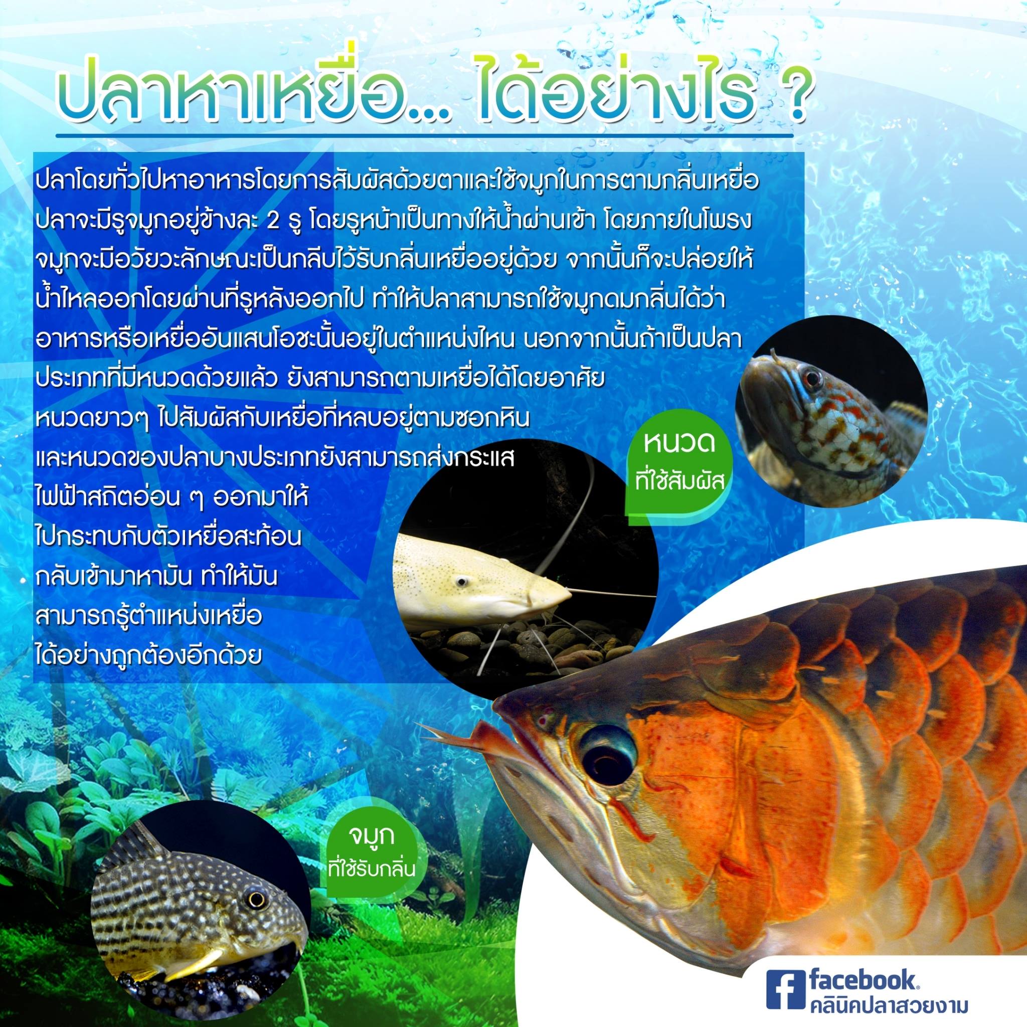 Read more about the article ปลาหาเหยื่อได้อย่างไร
