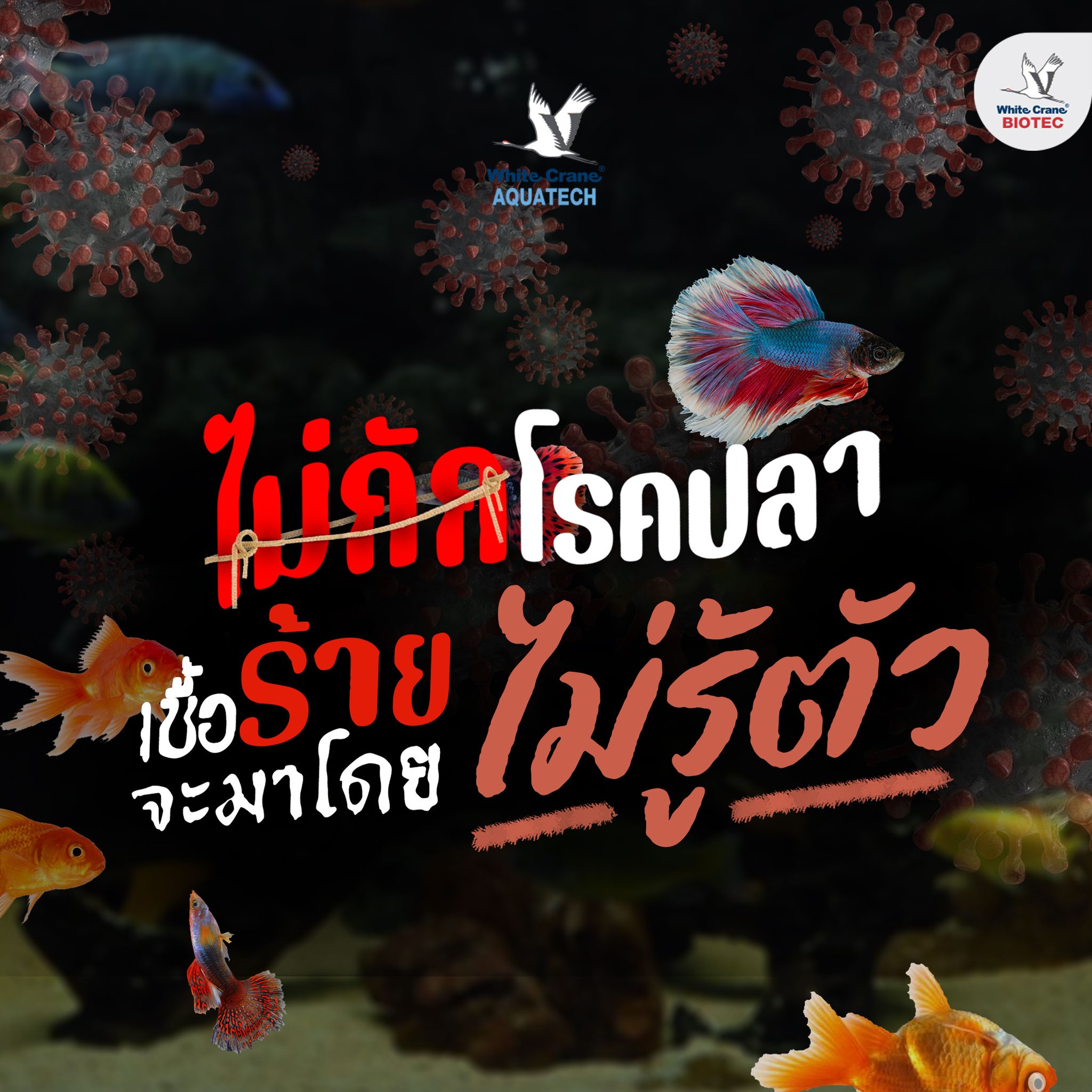Read more about the article ปลาไม่ปลอดภัยถ้าไม่กักโรค