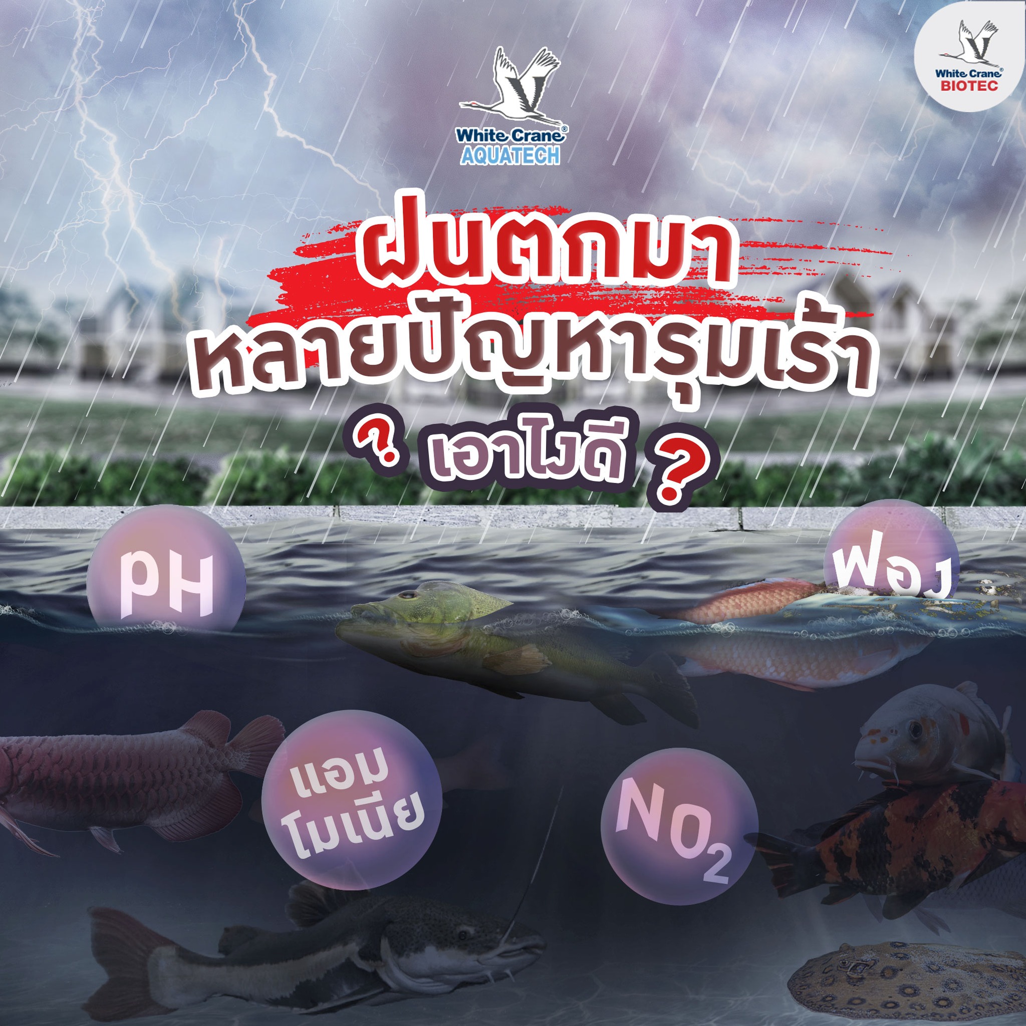 Read more about the article ฝนตกมาปัญหารุมเร้า