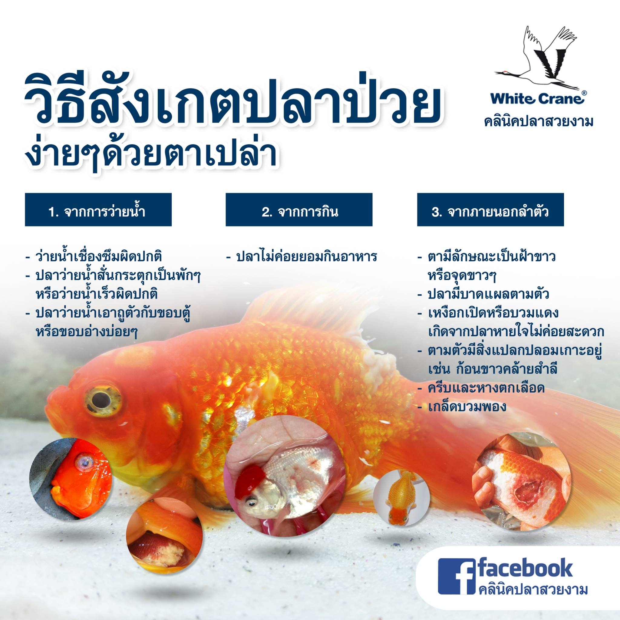 Read more about the article สังเกตปลาป่วยด้วยตาเปล่า