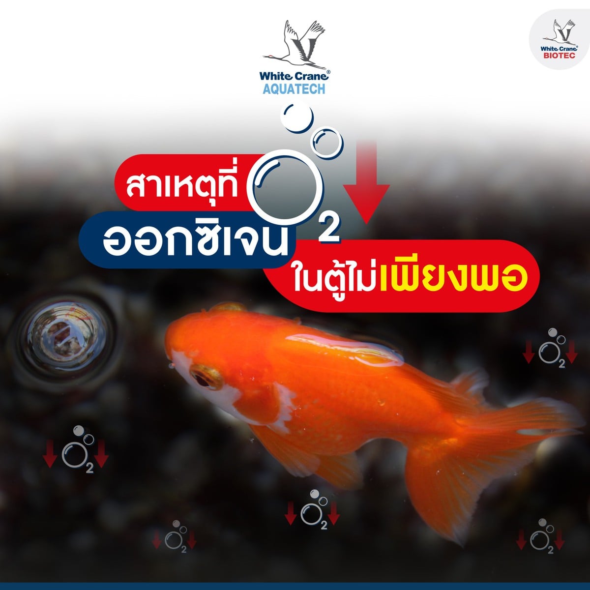 Read more about the article ออกซิเจนในตู้ไม่พอ เสี่ยงปลาตาย