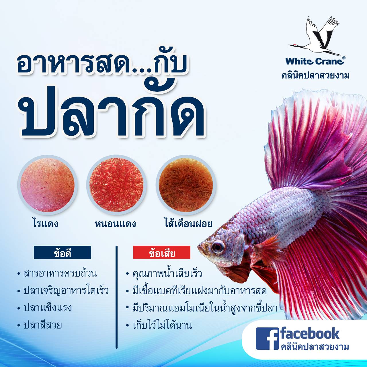 Read more about the article อาหารสดกับปลากัด