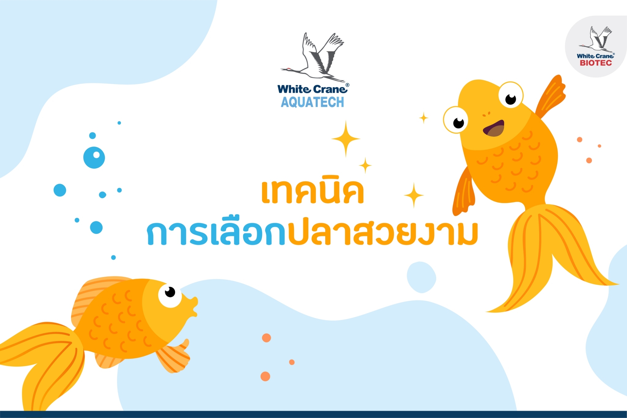 Read more about the article เทคนิคการเลือกปลาสวยงาม