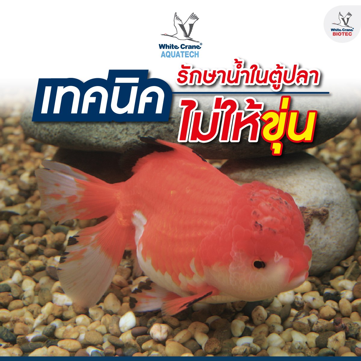 Read more about the article เทคนิครักษาน้ำในตู้ปลาไม่ให้ขุ่น