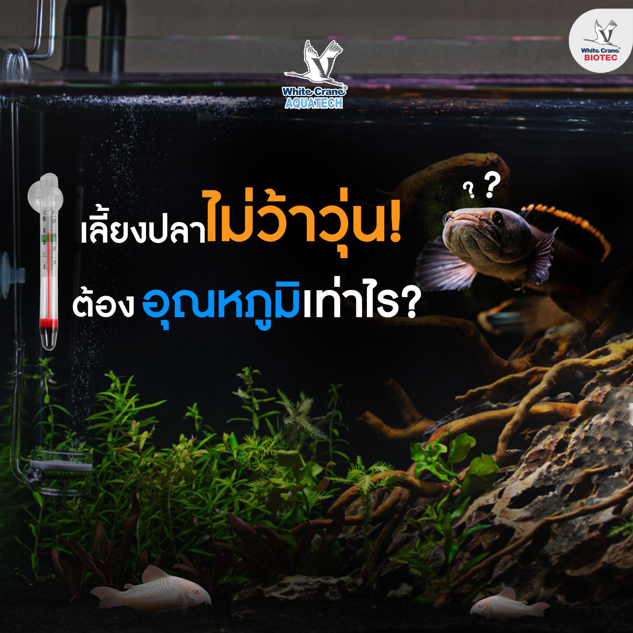 Read more about the article เลี้ยงปลาน้ำอุณหภูมิเท่าไหร่