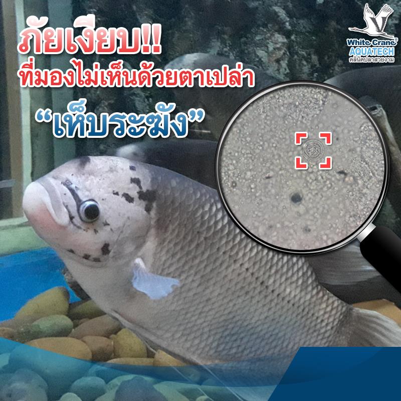 Read more about the article เห็บระฆัง