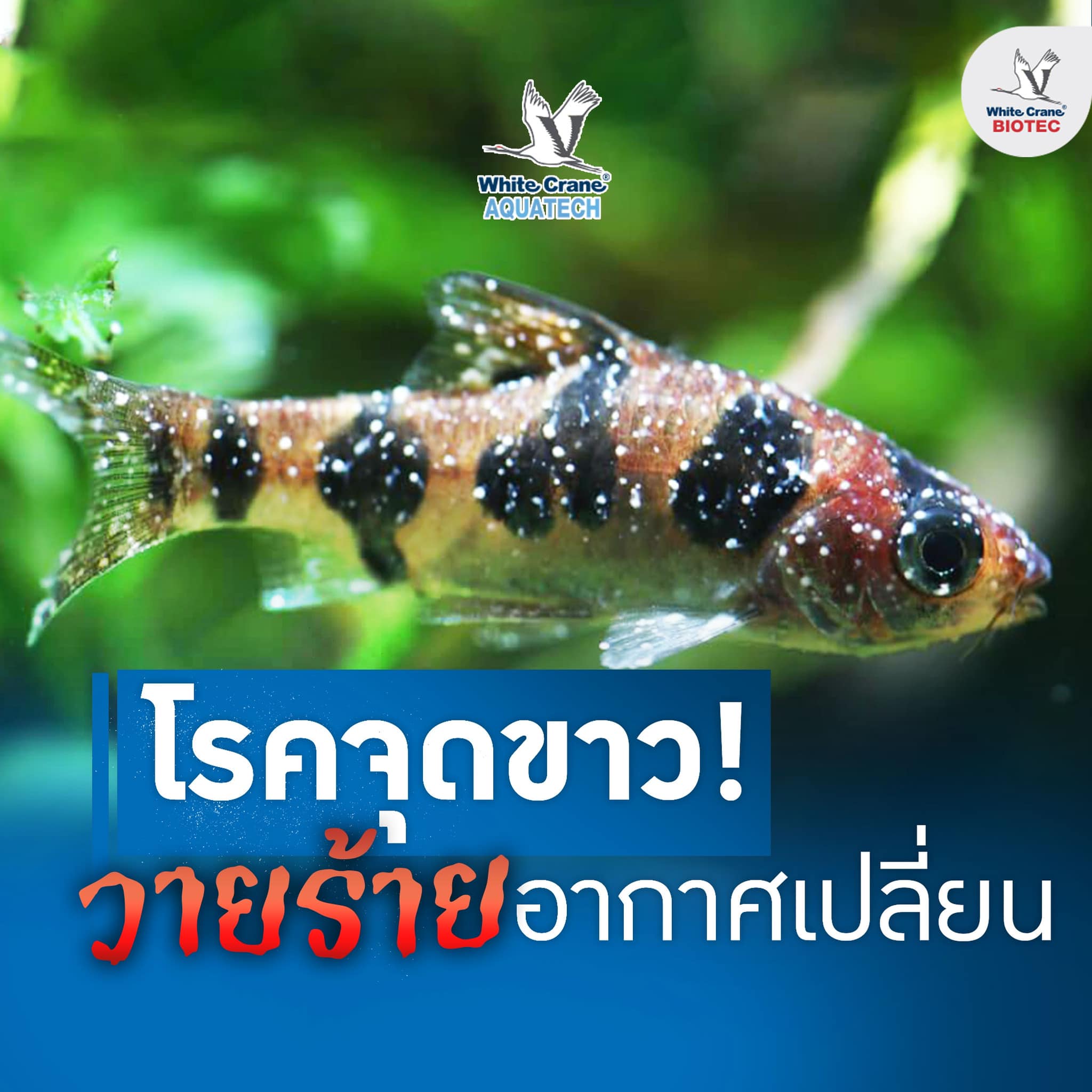 Read more about the article โรคจุดขาว