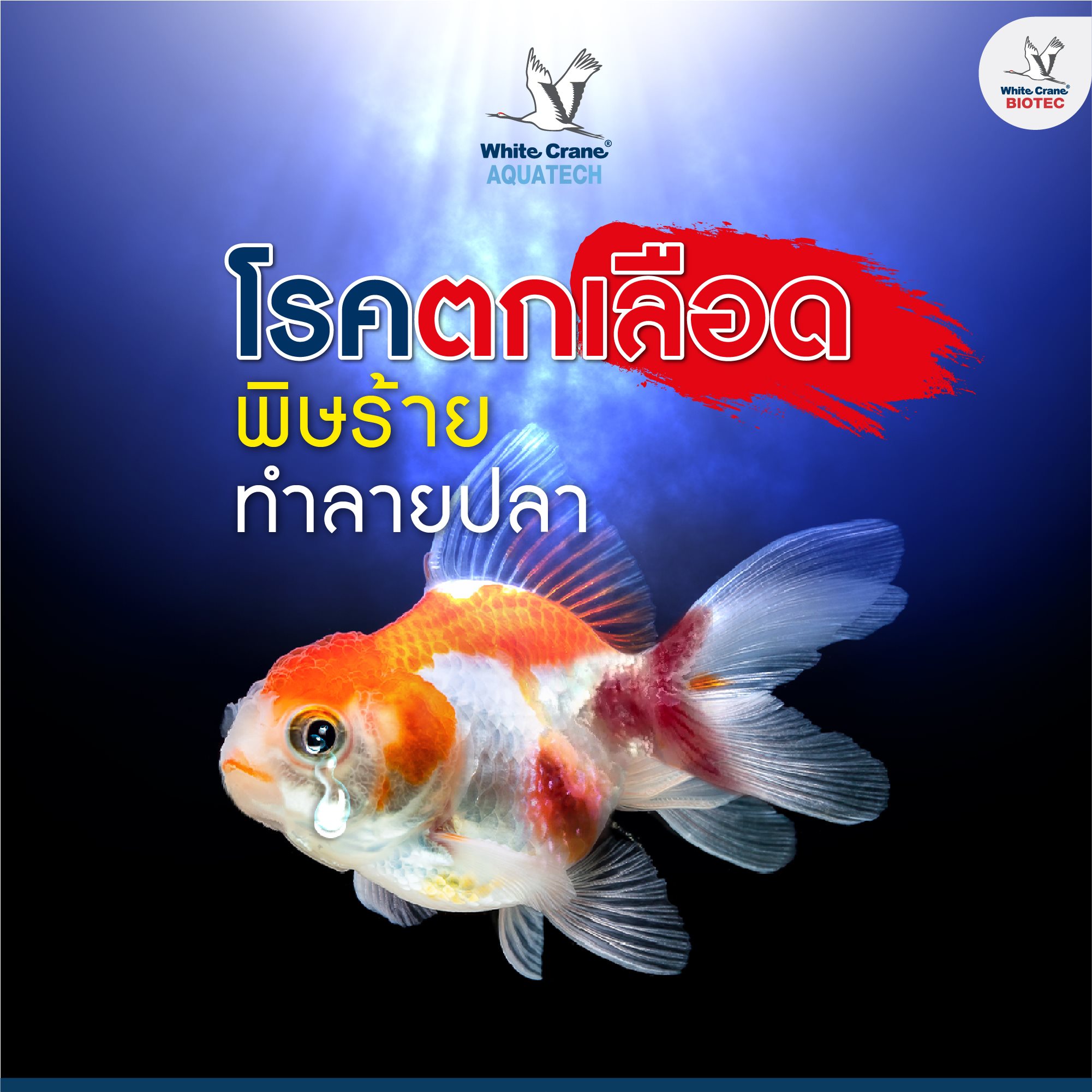 Read more about the article โรคตกเลือด