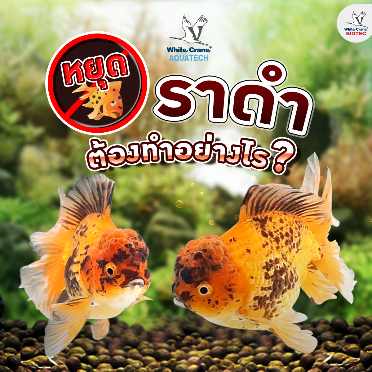 Read more about the article โรคเชื้อรา