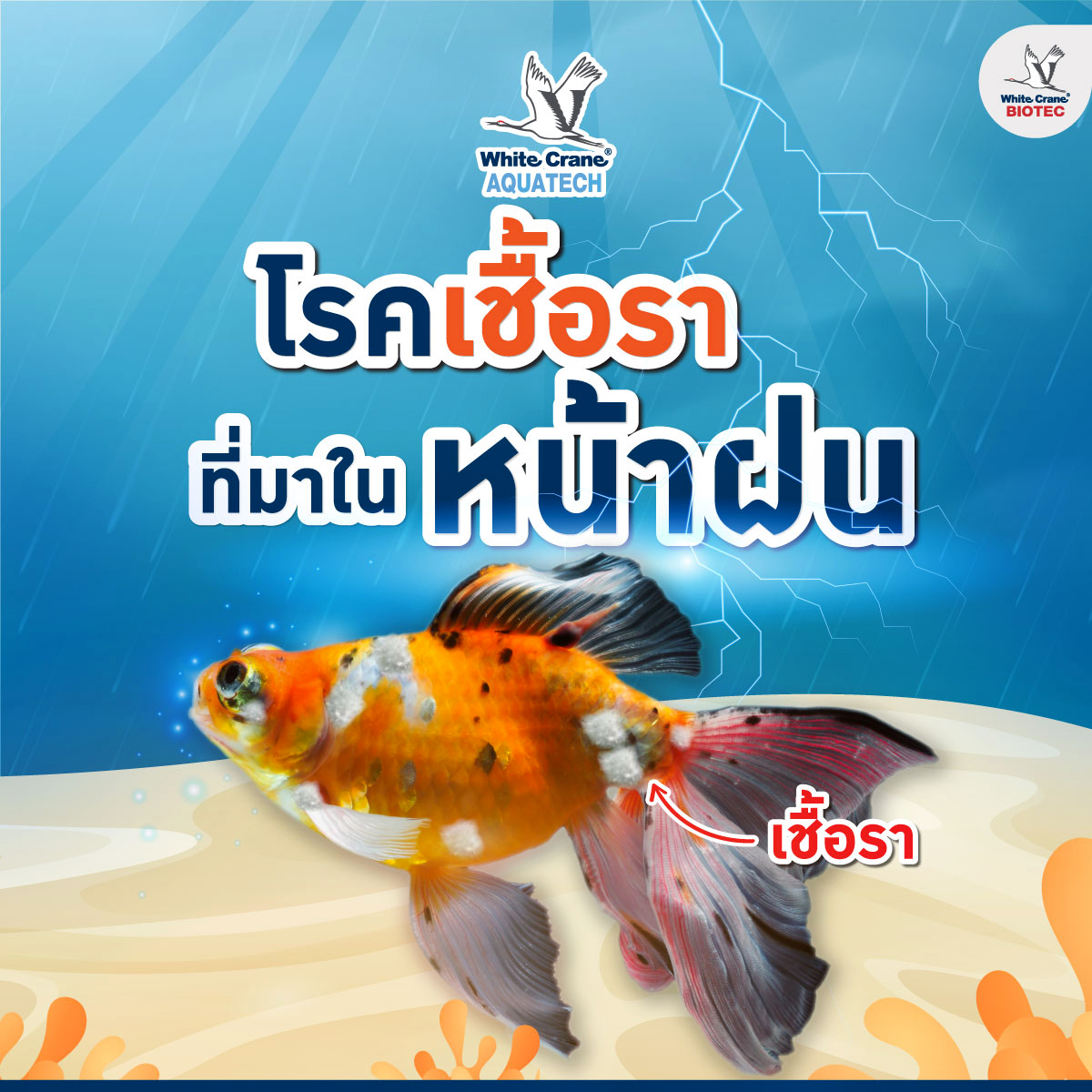 Read more about the article โรคเชื้อราหน้าฝน