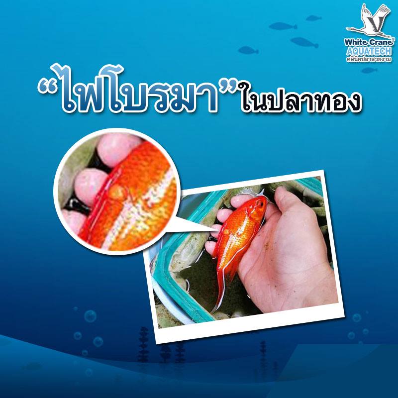 Read more about the article ไฟรโบรมา ในปลาทอง