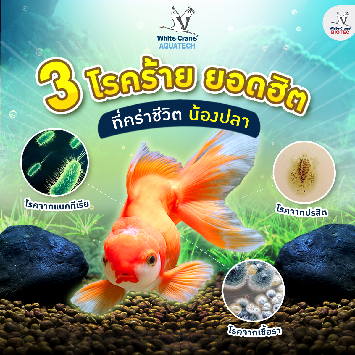 Read more about the article 3 โรคร้ายที่ปลาเป็นกัน