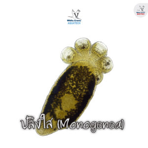 ปลิงใส (Monogenea)