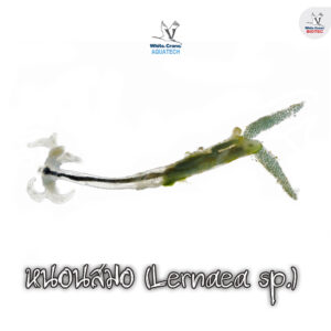 หนอนสมอ (Lernaea sp.)