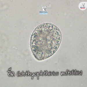 อิ๊ค (Ichthyophthirius multifiliis)