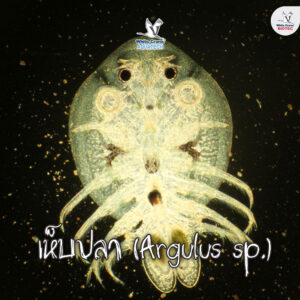 เห็บปลา (Argulus sp.)