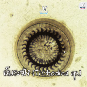 เห็บระฆัง (Trichodina sp.)
