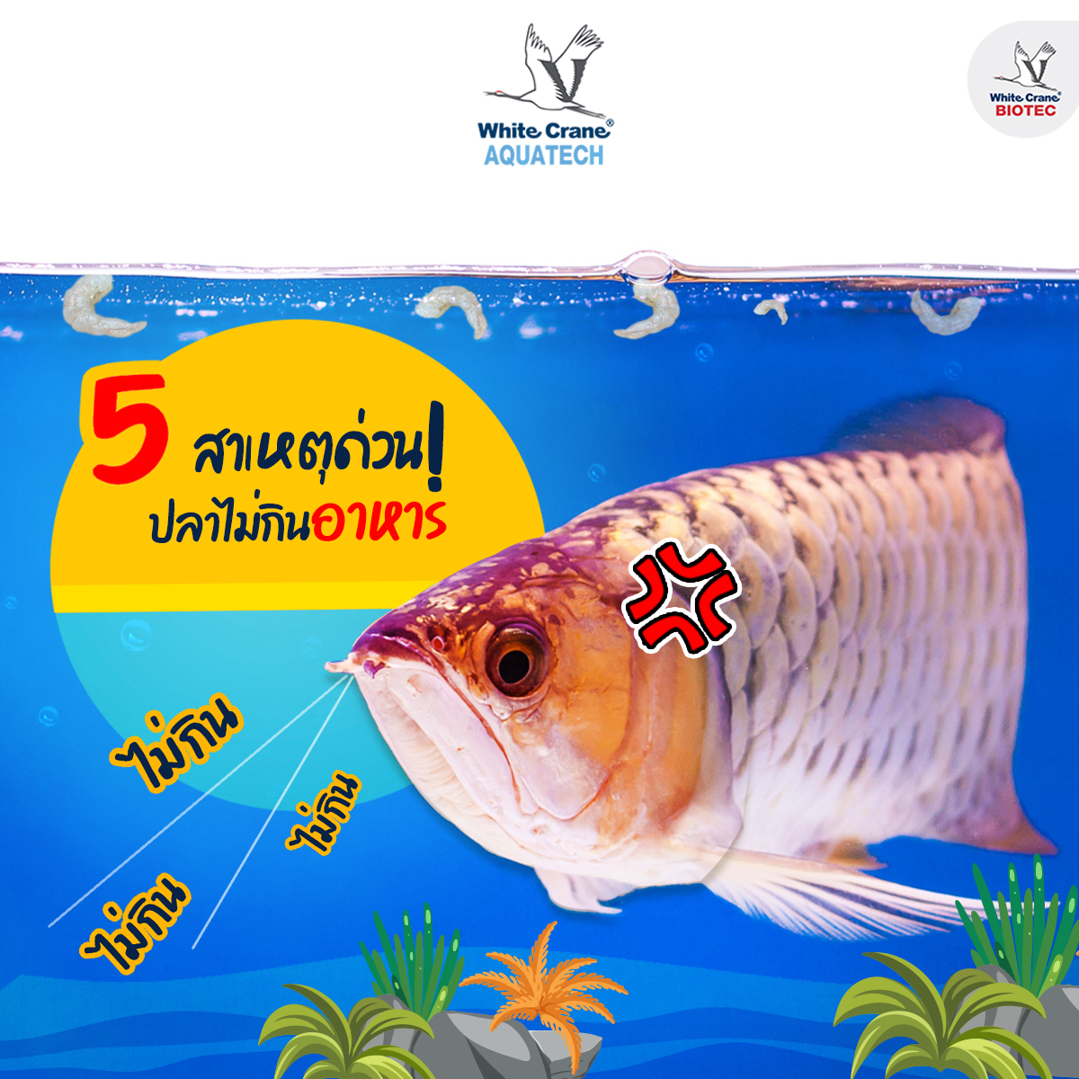 Read more about the article 5 สาเหตุปลาไม่กินอาหาร