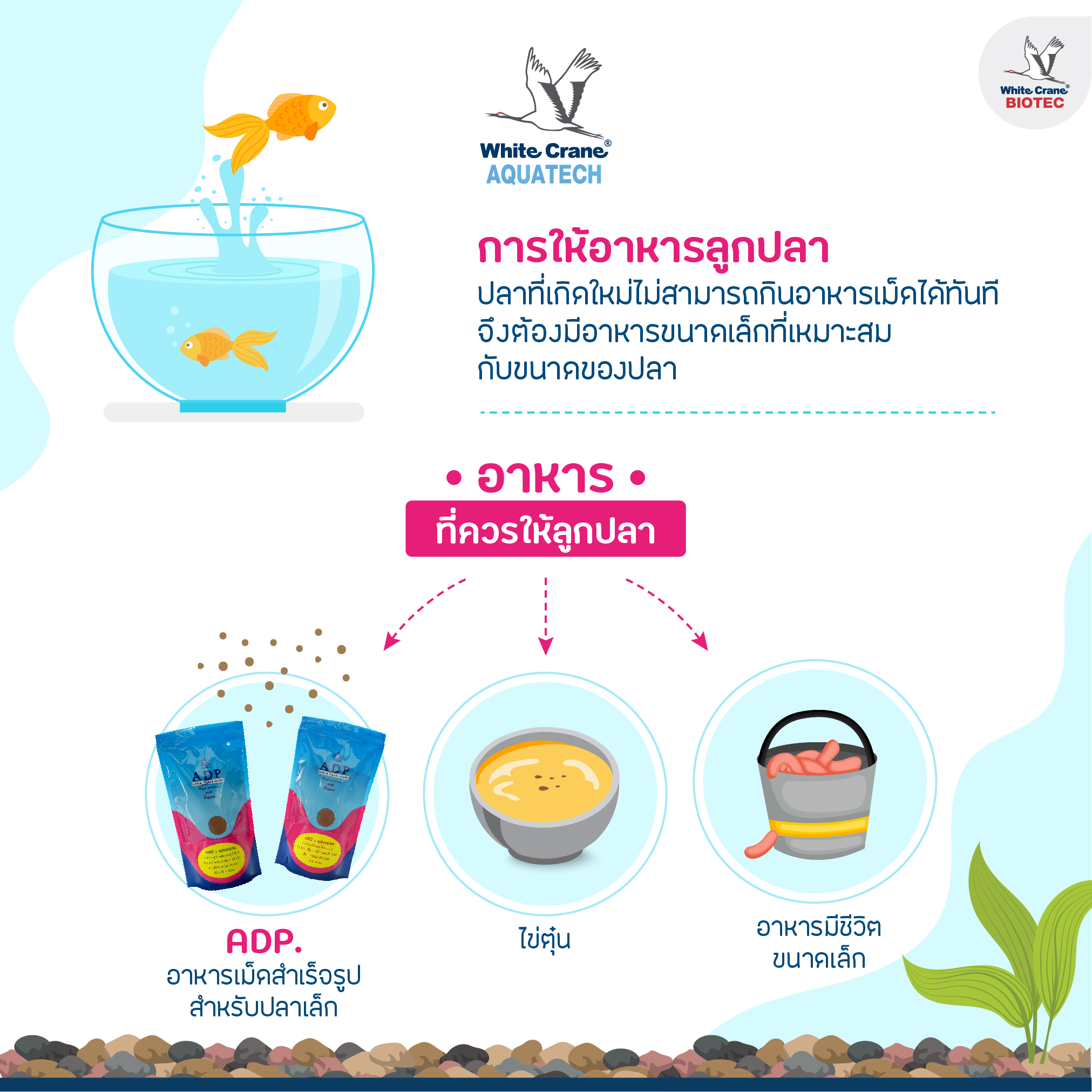 Read more about the article การให้อาหารลูกปลา