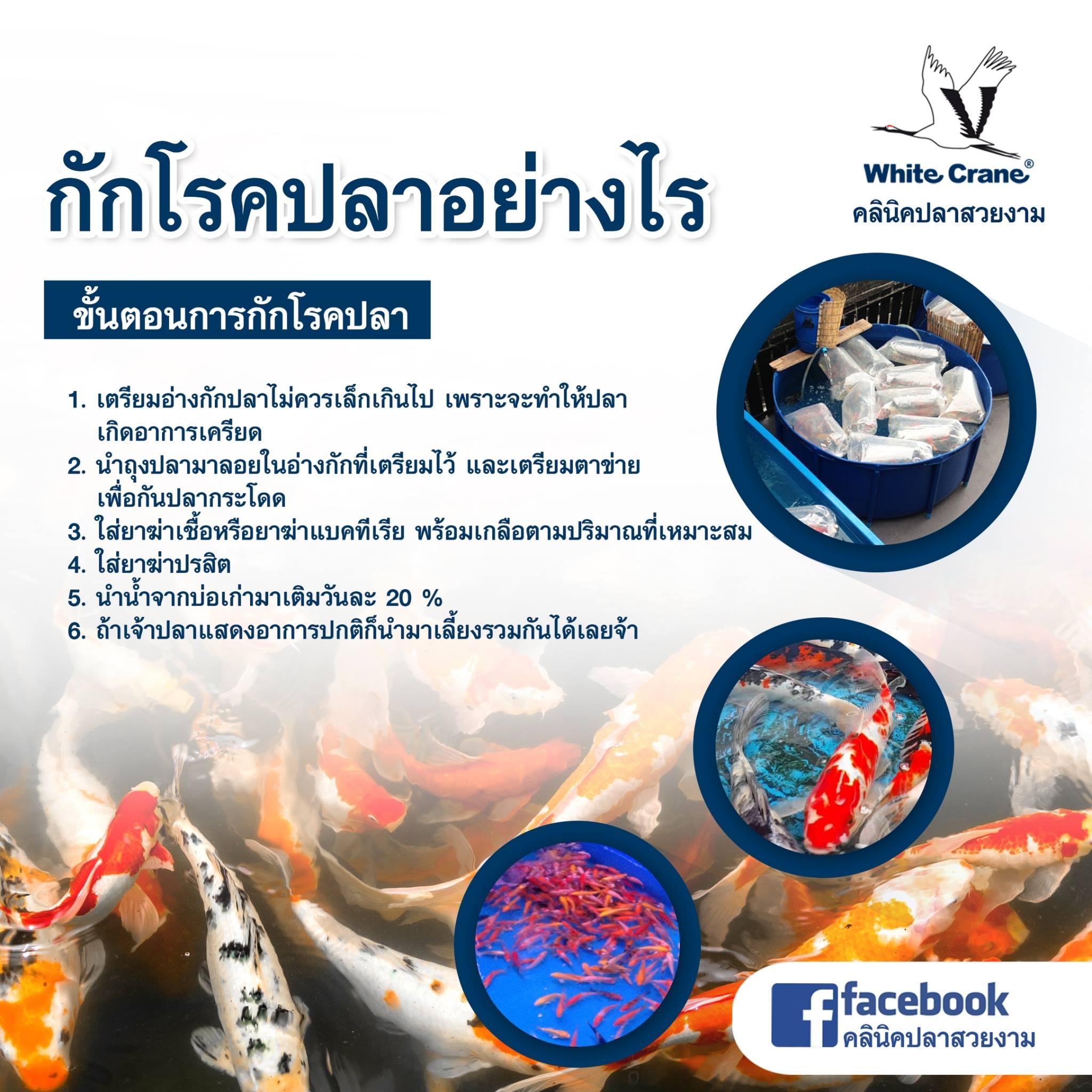 Read more about the article ขั้นตอนการกักโรคปลา