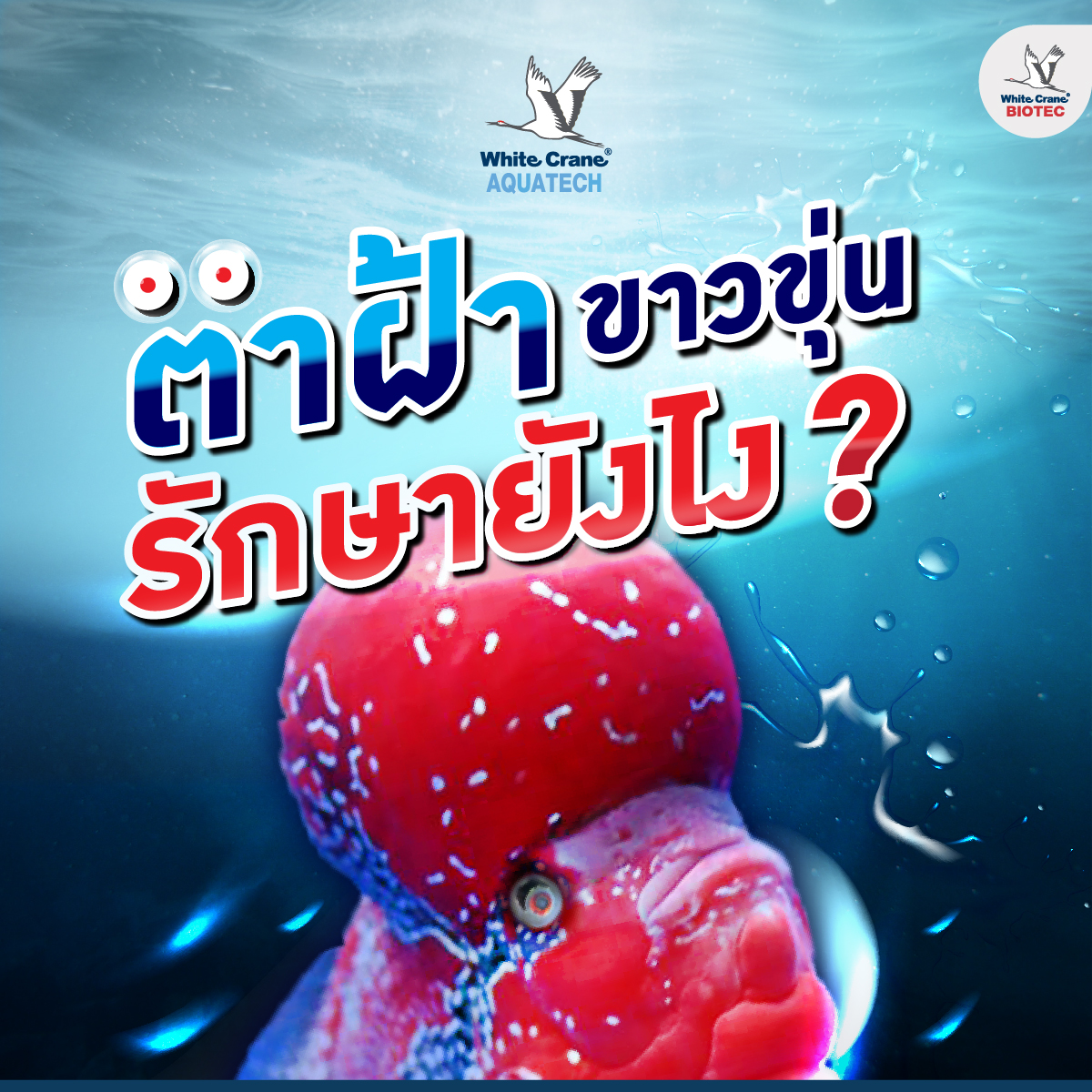 Read more about the article ตาฝ้า รักษาอย่างไร